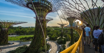 Supertrees Grove